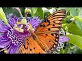 How to attract the Gulf Fritillary and Zebra Longwing butterflies