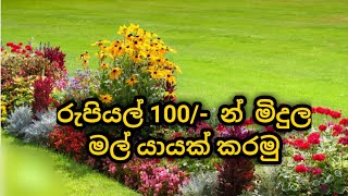 ක්ෂණිකව ගෙවත්ත මල් වත්තක් කරමු | Mal wagawa