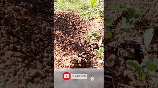 With the end of the rainy season, the ants start rebuilding | subscribe @sl ant tube 2018