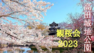 高田城址公園観桜会2023【日本三大夜桜】2023.4.2日曜日の朝