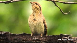 Torcecuello (Eurasian Wryneck) (Jynx torquilla)