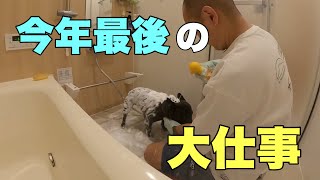 2時間かけてフレンチブルドック6頭をお風呂に入れるぞー‼