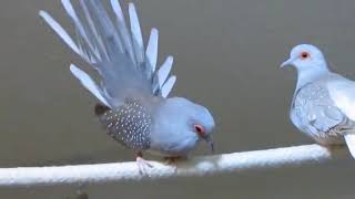 Diamond dove (ঘুঘুর ডাক)