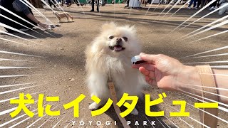 わんこインタビュー in 代々木公園ドッグラン