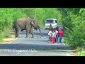 Heart-Stopping 8 Minuit Angry Wild Elephant Attack To Van And Car Passenger Out Of Van #elephant