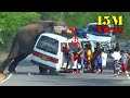 Heart-Stopping 8 Minuit Angry Wild Elephant Attack To Van And Car Passenger Out Of Van #elephant