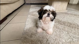 I miss You Little One | Ozzy the Shih Tzu Puppy