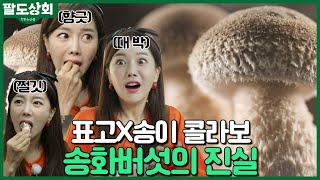 🍄 표고버섯X송이버섯 환상의 콜라보레이션, 송화버섯의 진실 l 🚚 팔도상회