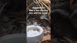 cute lizard waiting for food, Italian wall lizard, Podarcis sicula