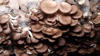 Cendawan Tiram Kelabu | Gray Oyster Mushroom