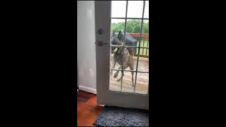 Dog Opens Door on Its Own While Holding Ball in Its Mouth