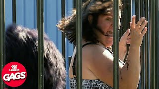 Woman Stuck In Gorilla Enclosure! | Just For Laughs Gags