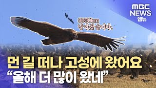 겨울 진객 독수리..올해는 500마리 (2024.12.05/뉴스데스크/MBC경남)