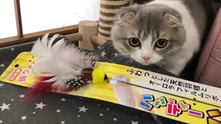 【ハーフバースデーな猫】昔の猫じゃらしと比較してみたら…