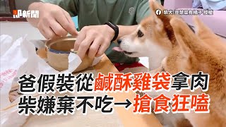 假裝從鹹酥雞袋拿雞胸肉！柴柴傻被騙搶食狂嗑😆｜寵物動物｜柴犬｜精選影片