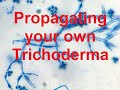 How to culture your own Trichoderma for bigger batches & lower costs