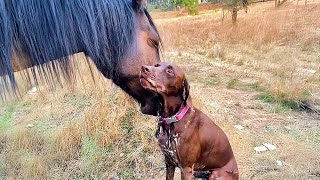 The Animal Oddest Couple You've Ever Seen 😍 Animal BEST Friends