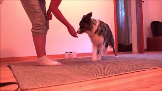 HipHip learn to cross her paws walking forward part 1