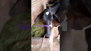 cow ka doodh nikal rhy. #milk #milking #cow #cowvideos  #beautiful #animals #cowfarm #milkingbyhand