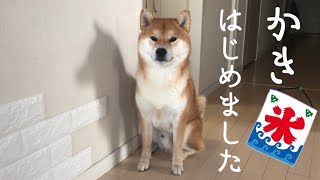 【柴犬】愛犬に初めて、カキ氷を作ってみた！