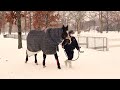 【ディープインパクトの母】大雪の中でもポニー達の母の顔♪ウインドインハーヘア