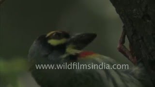 Coppersmith or Crimson-breasted Barbet, a dumpy little bird excavates its nest