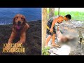 Golden retriever na si Killua, pinatay at isinako ng isang lalaki! | Kapuso Mo, Jessica Soho