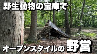 【ソロキャンプ】熊に遭遇しました。【薬研野営場】