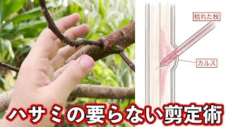 【注意！！】枯れ枝の除去！なんで手でとった方が良いのか，果樹栽培者が解説します．