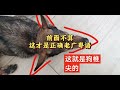 这大概是三十岁以上的老广才懂的狗狗粤语名词｜城市昆明犬vlog