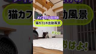 メインクーンだけの【猫カフェの出勤風景】#cat #cooncat #mainecat