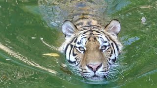 アムールトラ　サーシャちゃん　見事な泳ぎです　【浜松市動物園】Amur tiger Sasha-chan Hamamatsu Zoo