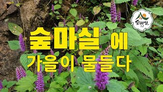 꽃향유  야생화 가을산  산림 임업 농업  단풍 숲길 치유농업 귀농 귀촌 약용식물 경북농민사관학교 임업후계자 임산물 약초 감기약초  면역력약초 숲해설가 독림가  한국임업진흥원