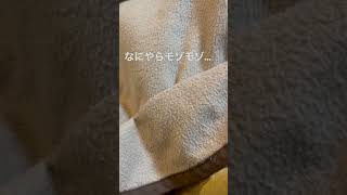 コタツで動くものが…#shorts #cat #猫 #猫動画 #ねこのいる生活