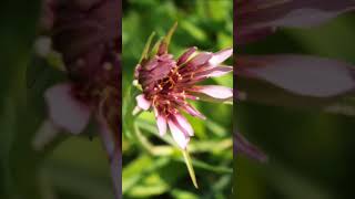 GROWING SALSIFY IN MY GARDEN