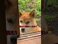 柴犬コロ 笑ってはいけない犬😂 予告！ shorts 柴犬コロ おもしろ かわいい 爆笑 予告 shibainu dog