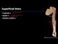 Cardio Station 14 - Superficial Veins of the Upper Limb