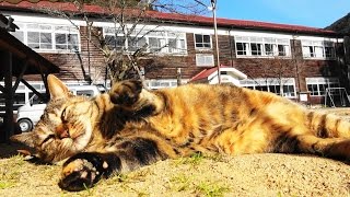 冬の猫校長たかねちゃん日向ぼっこ