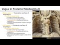 LO 5 - Vagus Nerve Paths and Branches - Posterior Mediastinum