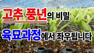 1월에 심을 수 있는 작물 중 하나인 고추! 고추 풍년의 비밀! 육묘 과정에서 성패를 좌우합니다!