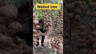 walnut tree #shortsfeed #4k #shortvideo #ytshorts #shorts #walnut #tree #अखरोट