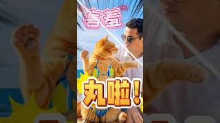 勤劳的猫咪靠出售自己养活自己 #会做饭的猫 #猫咪 #猫咪治愈一切 #猫咪摆摊 #内容启发搜索