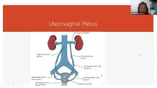 Uterovaginal Plexus \u0026 Congestive Pelvic Syndrome #shorts #alternativemedicine