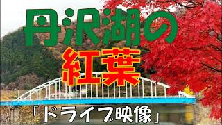 丹沢湖の紅葉「ドライブ映像」