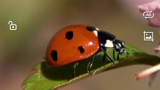 Erst kommt der Sonnenkäferpapa | Käferlied | Nine Mond \u0026 Prof. Knolle v. d. Rolle