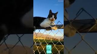 Funny cat videos that will make you laugh - FUN part 28 #shorts #funny #cats #cat