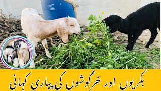 Bakri or khargosh ki story Shehr Main Dihat | village animal life | Today's day with the goats' fun