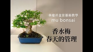 春∣香水梅春天的管理 ◤林慶祥盆景藝術教學◢ Bonsai in Taiwan