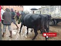 జగదేవపూర్ ఆవుల అంగడి jagadhevpur cow market saturday cow market dairy karnakargodugu