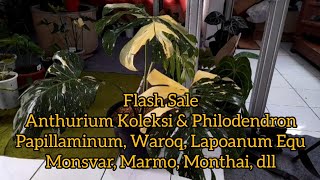 Flash Sale 9 Feb 25 Anthurium Koleksi \u0026 Philodendron ada Papil, Waroq, Clari, Monsvar, Monthai,Marmo